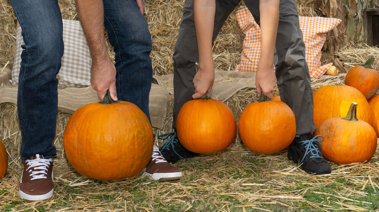 Two people bending down to pick up pumpkins