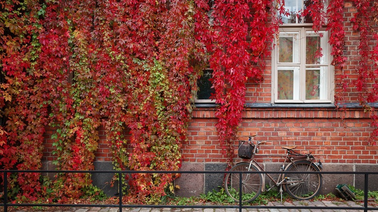 Helsinki, Finland: Bicycle parked leaning against a brick wall, highlighted by red autumn leaves in the background