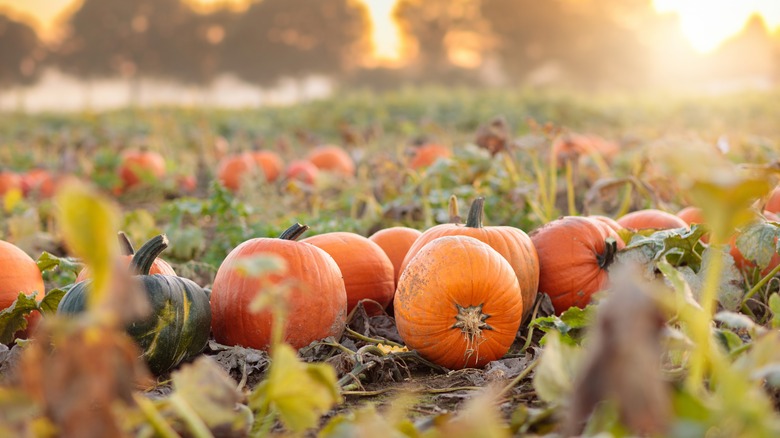 Halloween pumpkins growing on a farm in Germany