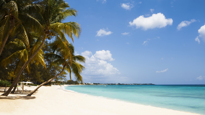 Caribbean island coastline with palms