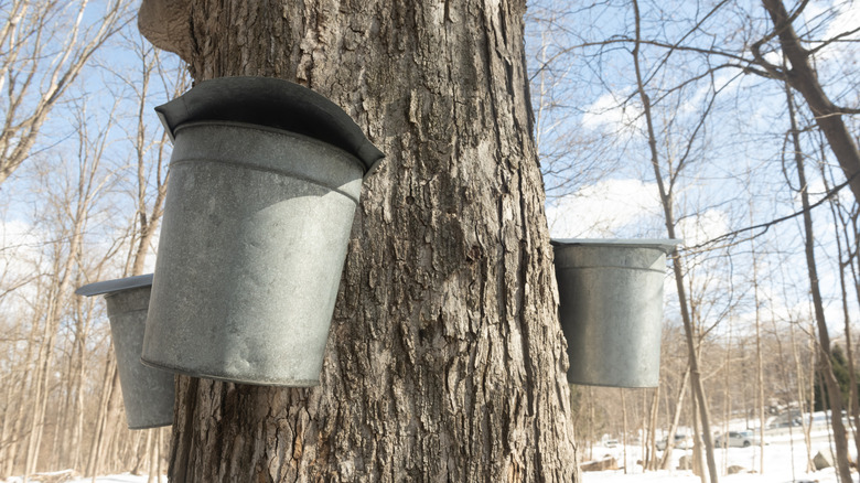 traditional maple syrup harvesting tins