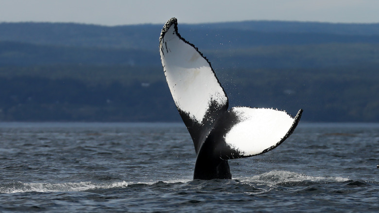 Whale tail in the water