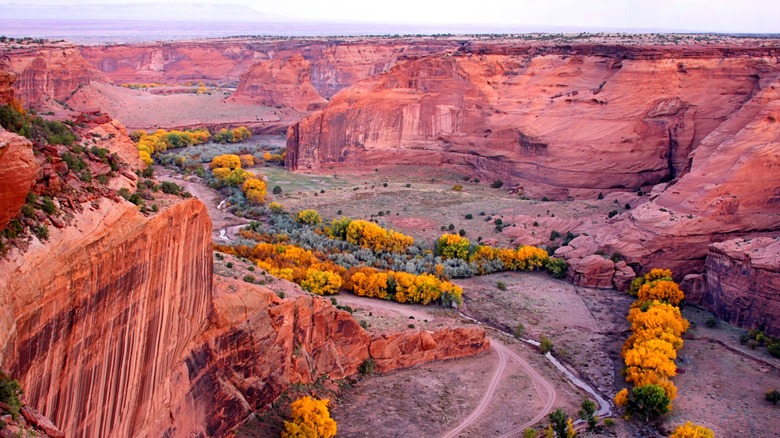 red canyon with flowering trees