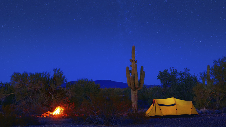 A yellow tent stands next to a cactus in the Arizona desert at night