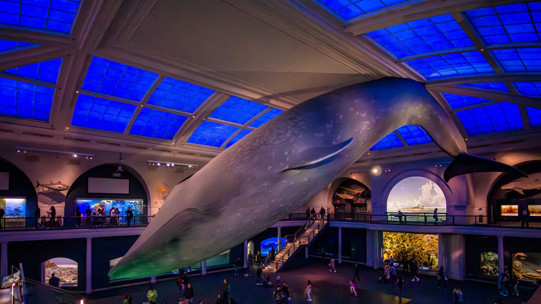 The giant blue whale at the American Museum of Natural History