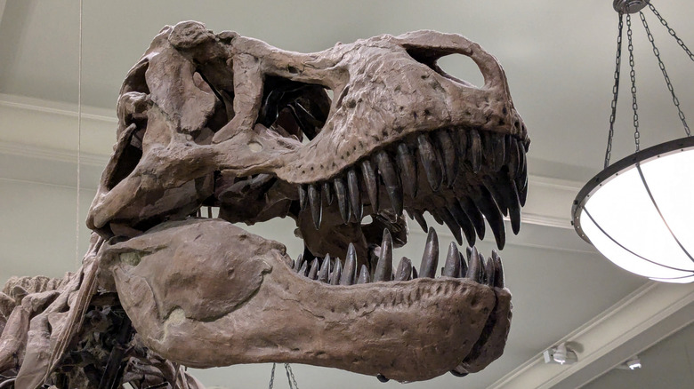 T. Rex skeleton face at the American Museum of Natural History