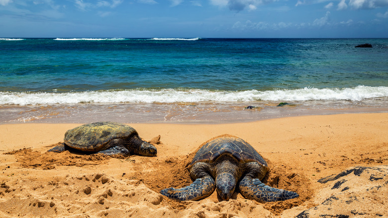 Sea turtles on Laniakea Beach