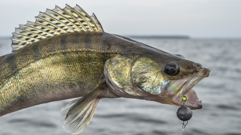 walleye fish on a hook with water in background