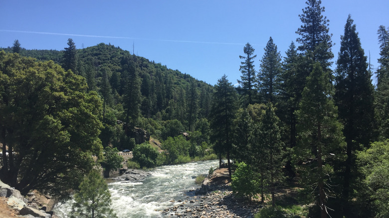 River running through a pine forest