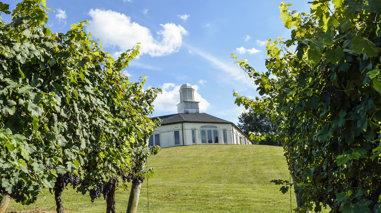 White building on hill in front of vineyard