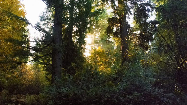 Autumnal scene in the woods of Washington State