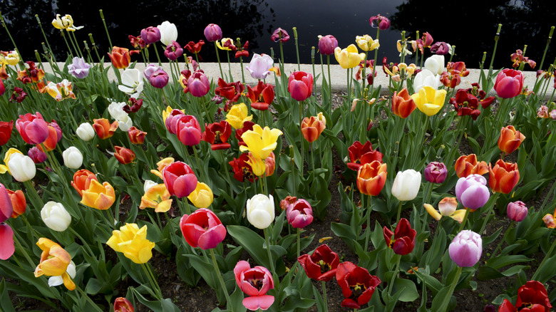 A bed of tulips at Denver Botanic Gardens.