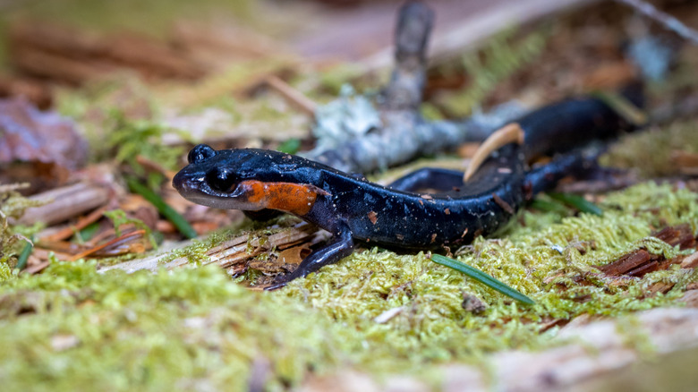 Salamander on moss in Great Smoky Mountains National Park