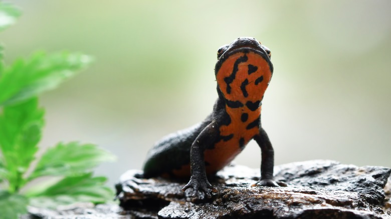 Red-bellied salamander on rock