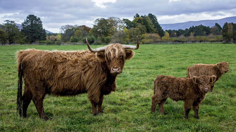 Highland cattle, known as Hairy Heilan Coo, in the Scottish highlands