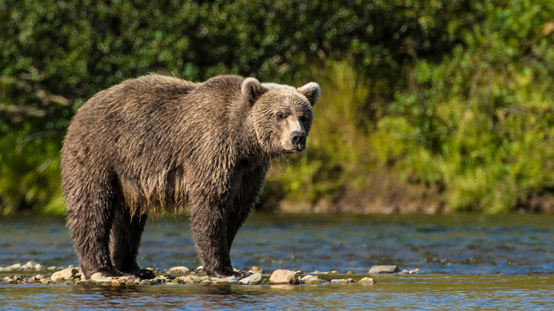Grizzly bear close to a riverside at a forest
