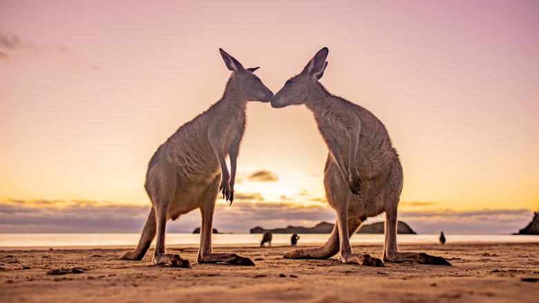 Two kangaroos on a beach