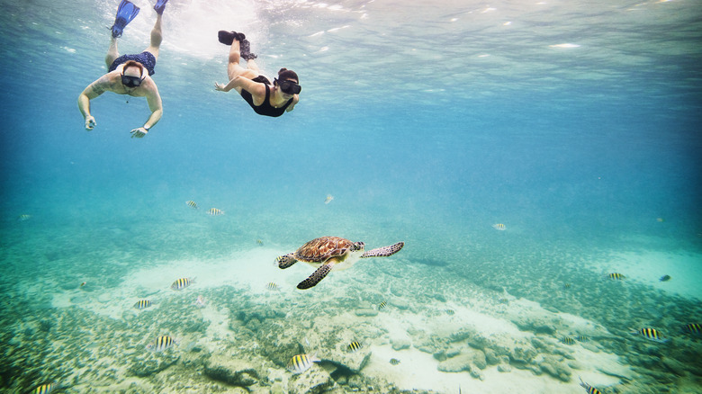 two people snorkeling with a turtle