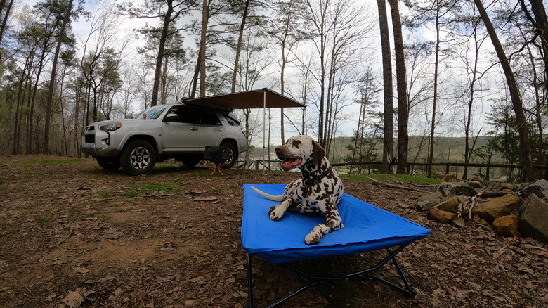 Dalmatian on camp cot