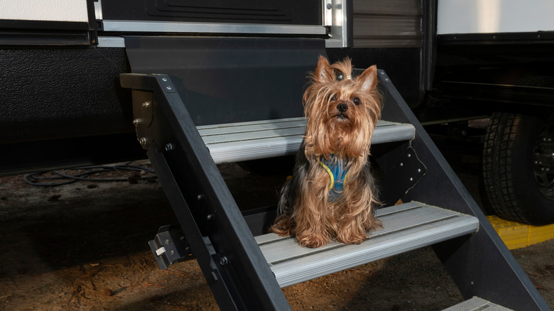 A dog sits on the stairs of an RV