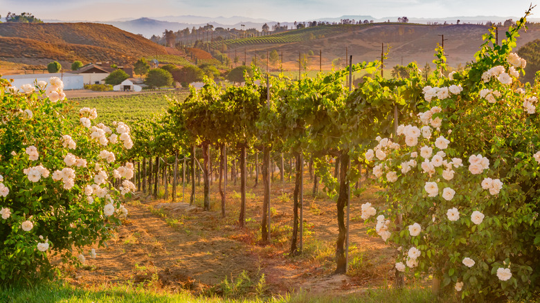 Temecula scenery hills