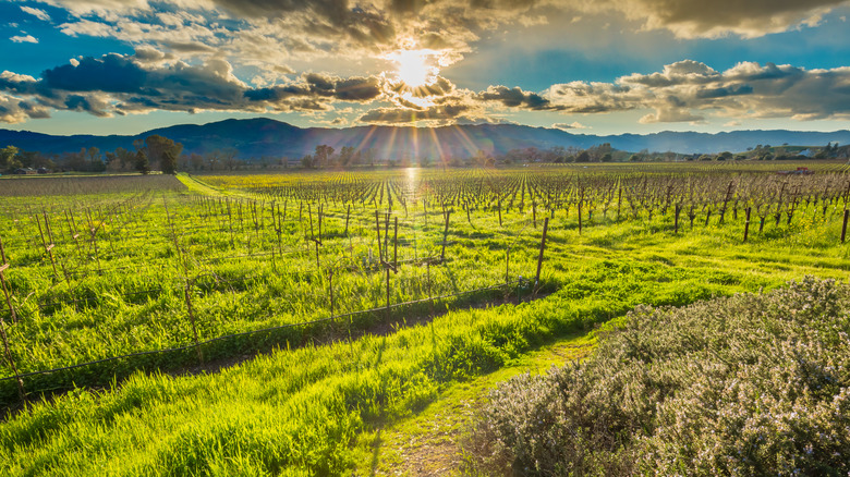 Vineyards on Silverado Trail, Napa
