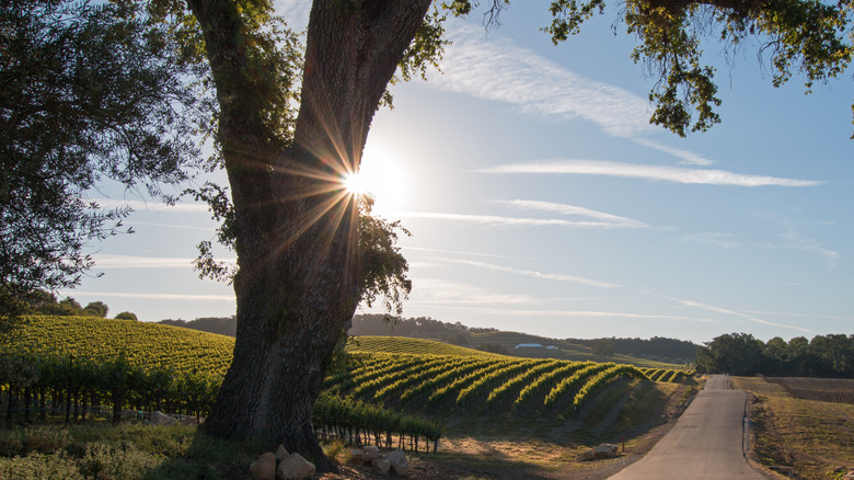 Sprawling view of vineyards