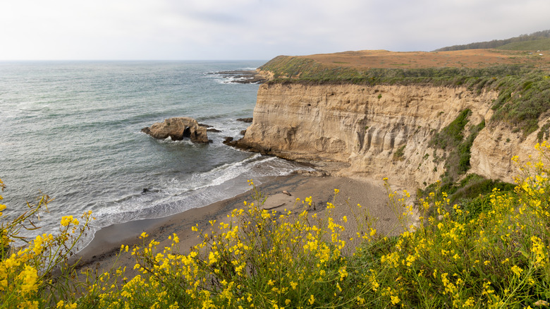 Yellow wildflowers overlooking cliffs and beach