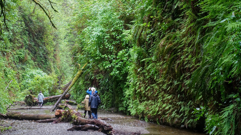 family walking by stream in fern-covered canyon