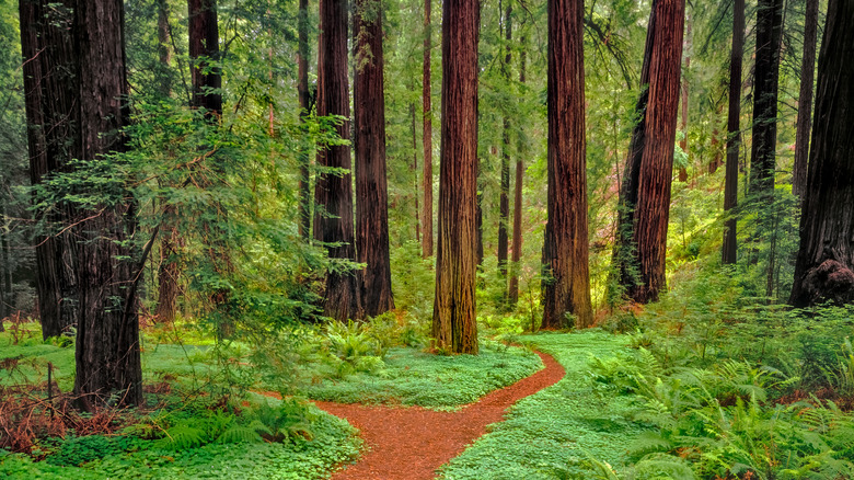 dirt path against green shrubs through redwoods