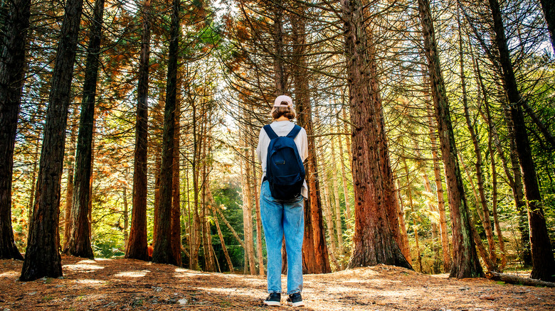 hiker in redwood grove