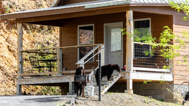 Two black bears scavenging for food at cabin