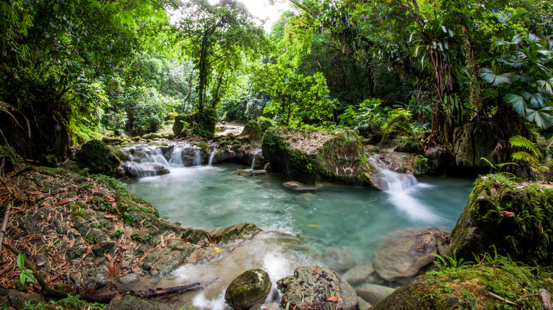 Natural pools in jungle