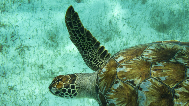 Closeup of a Green Sea Turtle in turquoise waters of Tobago Cays