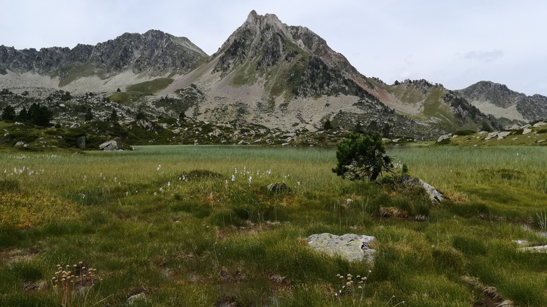 a mountain peak surrounded by wildflower valley