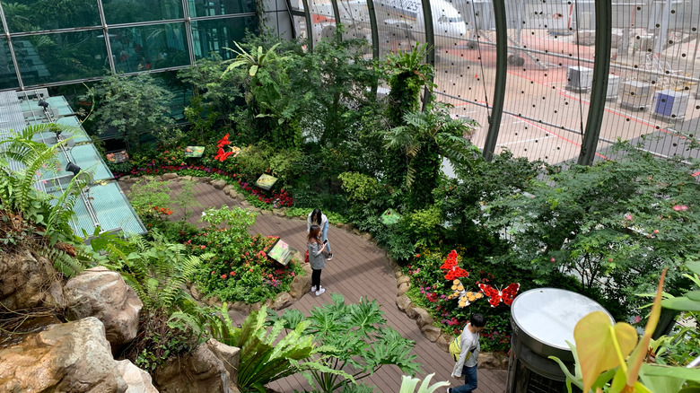Changi Airport Butterfly Garden