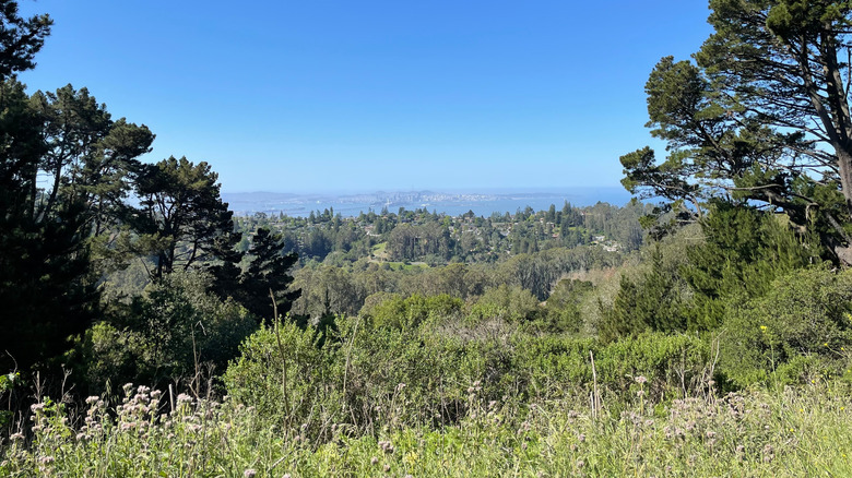 Tilden Park bay area view