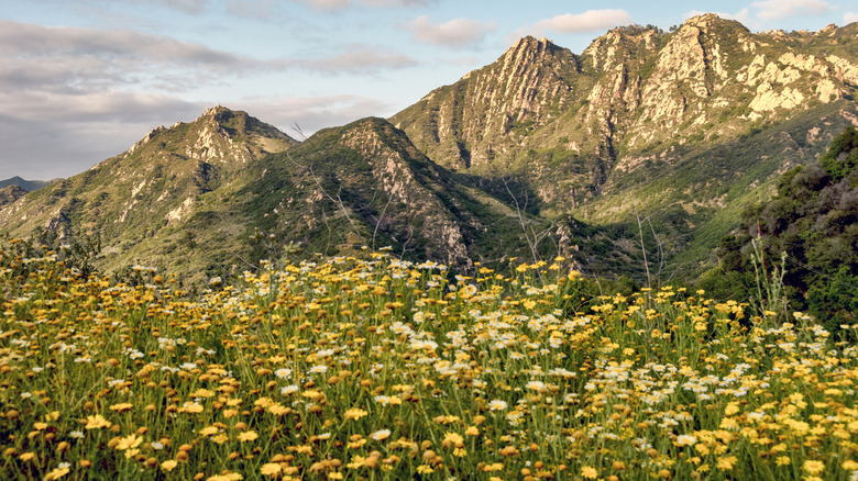 Wild flowers bloom in spring at the Santa Monica mountains recreation area in Southern California