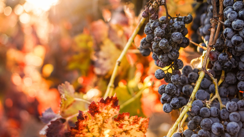 Dark purple wine grapes among golden autumn leaves