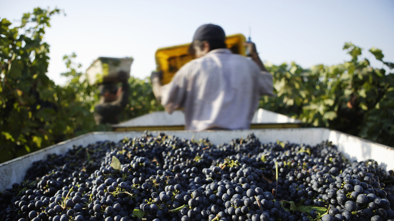 Harvested wine grapes being collected in a vineyard