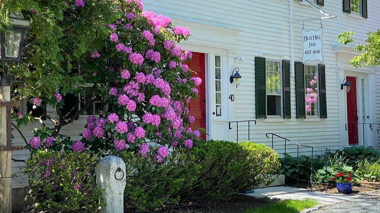 Front face of the Blue Hill Inn in Maine with flowers blooming