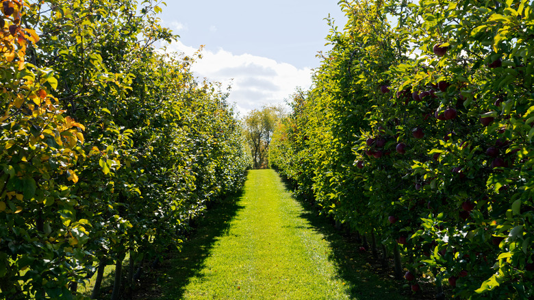 an apple orchard on a bright fall day