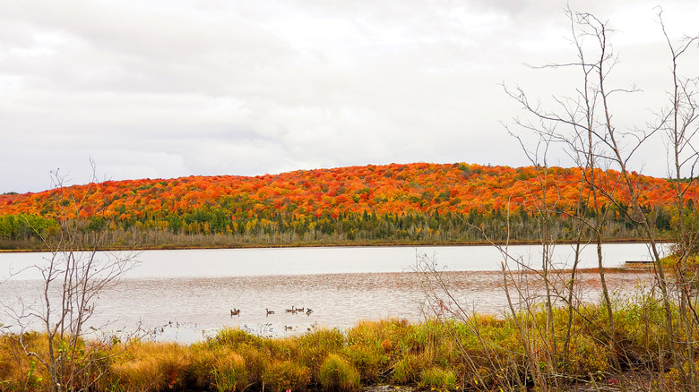 A tree line along a lake with bright autumn leaves in red, orange, and yellow