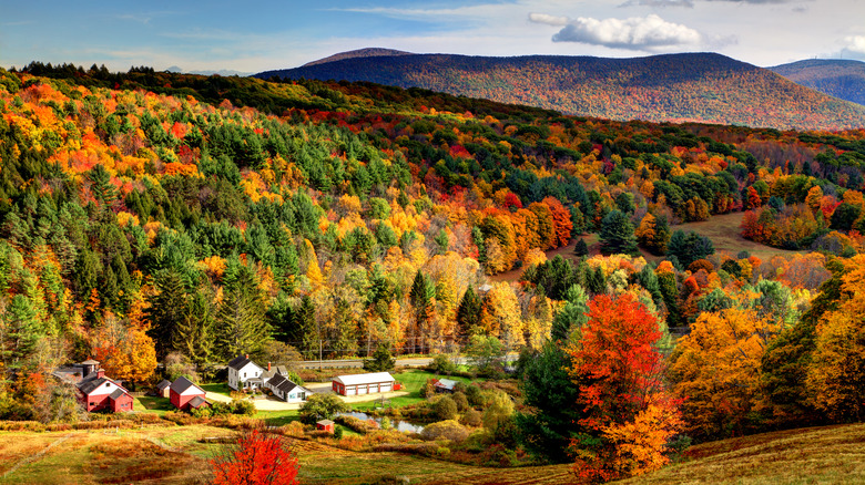 fall foliage in hilly area