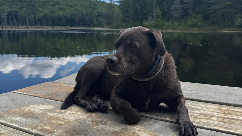 A sweet old dog rests on the lake's dock