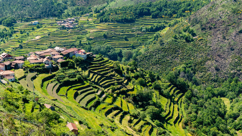 A small village with terraced hills surrounding it