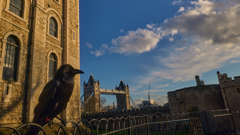spooky Raven at the Tower