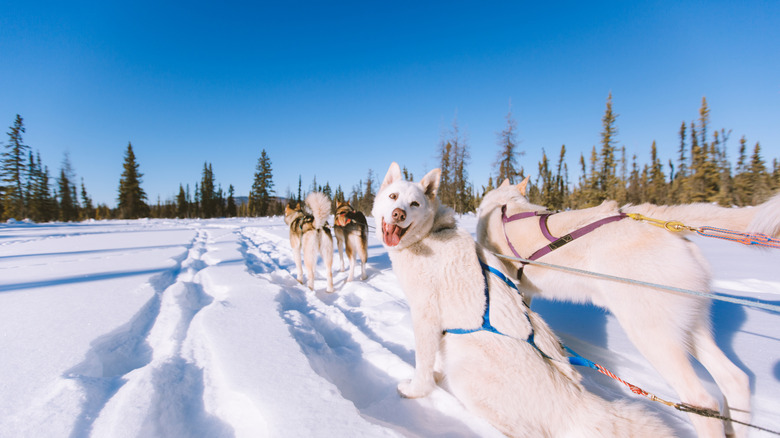 Adorable sled dogs in Fairbanks, Alaska.