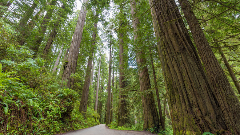 Ferns towering trees Jedediah Smith Redwoods