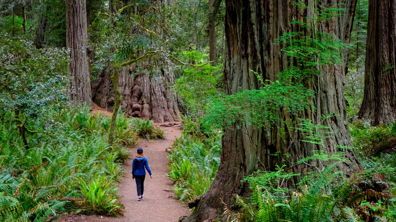 Woman dwarfed by redwoods Jedediah Smith